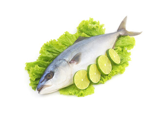 Fresh yellowtail amberjack fish on salad leaves with sliced lime isolated on white background. Image for seafood retail in supermarket.