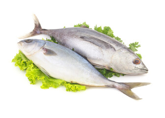 Fresh yellowtail amberjack fish and raw tuna on salad and parsley leaves isolated on white background. Image for seafood retail in supermarket.