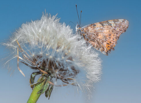 Fototapeta farfalla