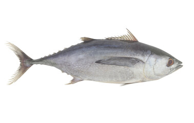 Fresh raw tuna fish isolated on white background
