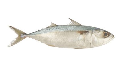 Short mackerel fish isolated on white background