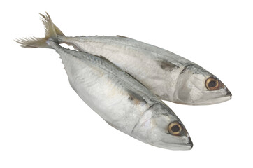 Two short mackerel fishes isolated on white background