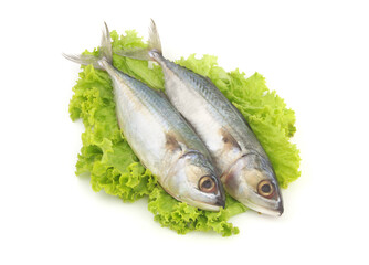Short mackerel on salad leaves isolated on white background. 