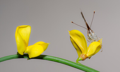 farfalla