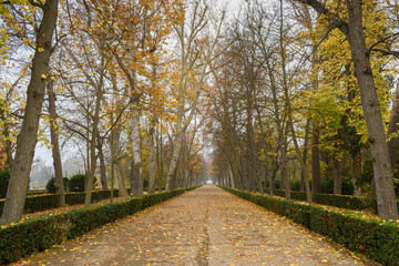 Paseo matutino en otoño durante la caída de las hojas
