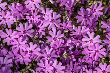 Fioletowe kwiaty © Marcin