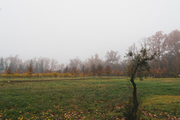 Naklejka premium Espléndidas vistas de un olivo en pleno otoño con los colores cálidos de las últimas hojas de otoño cayéndose en el fondo