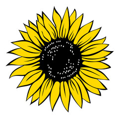 Sunflower, vector illustration isolated on white background