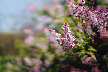 Purple lilac flowers in the garden