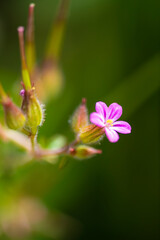 Geranium Robertianum, Storchenschnabel, Blume