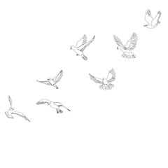 vector, isolated sketch of a flying bird