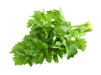 Celery leaf isolated on white background