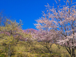 Obraz na płótnie Canvas Park with cherry blossom trees in full bloom (Kamegajo park, Inawashiro, Fukushima)