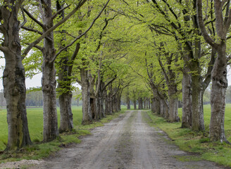 Lane with beech trees in spring. Fresh green leaves. Maatschappij van Weldadigheid Frederiksoord