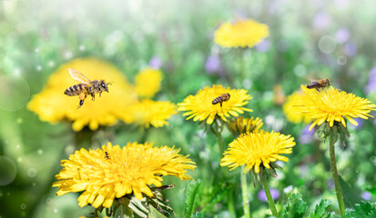 Bees work on yellow dandelions and collect yellow pollen.