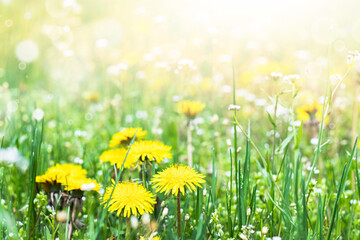 Fototapeta na wymiar Flowers of yellow dandelions in nature in warm summer or spring on a meadow in sunlight. Blooming dandelions close up.