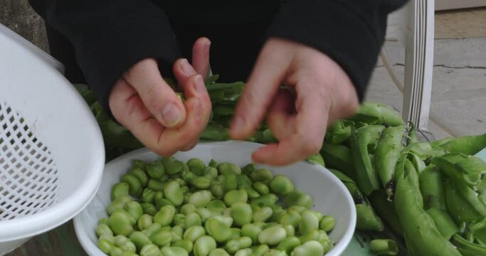 View of hands peeling fresh broad beans from their pods and placing them in a kitchen dish