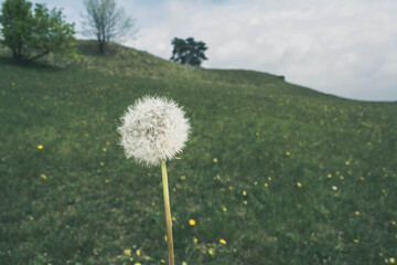 Pusteblume