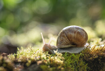 Big snail (Helix pomatia) on the moss in the forest
