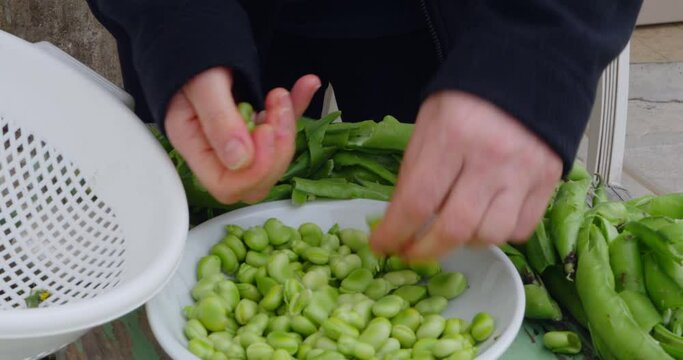 View of hands peeling fresh broad beans from their pods and placing them in a kitchen dish