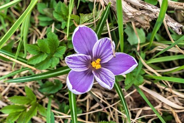 Large purple crocus with green leaves as a natural background.