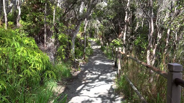 Kilauea Iki Trail in the rain forest at crater rim. Volcanoes NP, Big Island, Hawaii, USA