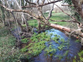 Curso de un río gallego en los primeros días de primavera