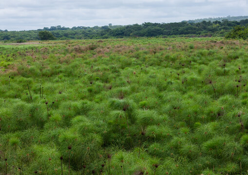 Papyrus growing in a lake, Malanje Province, Malanje, Angola