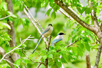 Azure-winged magpie(オナガ)