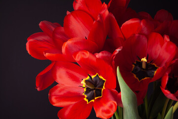Bouquet of opened red fresh tulips on black background
