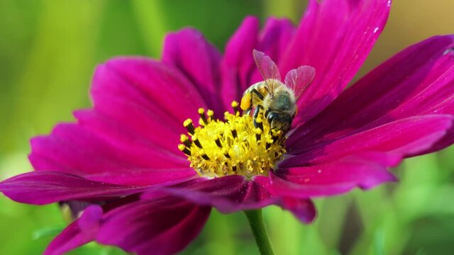Honey bee covered with pollen collecting nectar on flower. Close up view slow motion.  Bee  on flower.