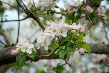 Apple tree blossom in spring. Netherlands. 