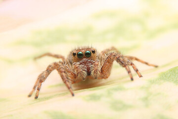 Jumping spider on green leaf in the garden. Hyus spider on flowers with green background.