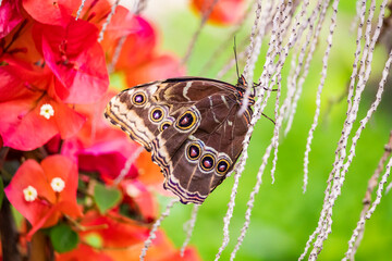 A beautiful brown butterfly sitting on the twigs of a plant, with closed wings decorated with colored circles. In the blurred background, green leaves and red flowers.