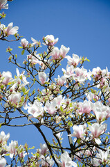 White beautiful Magnolia flowers blooming in the garden.