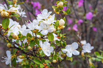 wild rosemary white rhododendron flowers mountains spring