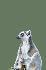 Cover page with a portrait of cute ring-tailed Madagascar lemur enjoying summer, closeup, with copy space and green solid background. Concept biodiversity, animal welfare and wildlife conservation.
