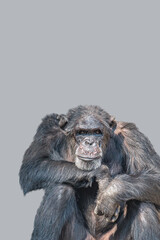 Cover page with a portrait of adult Chimpanzee watching the world, closeup, details with copy space and solid background. Concept biodiversity, animal care, welfare and wildlife conservation.