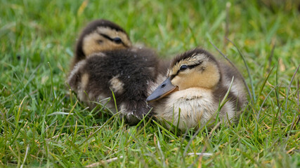 Mallard ducklings in a in springtime, North Yorkshire, United Kingdom