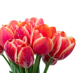 bouquet of red flowers. tulips in a vase on a white background