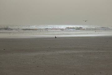 Sunset beach and sea and birds