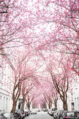 Kirschblüte in der Bonner Altstadt ein rosa Blütenmeer.