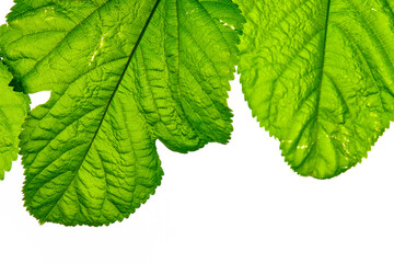 green leaf isolated on white
