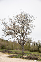 blooming fruit tree