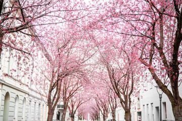 Kirschblüte in der Bonner Altstadt ein rosa Blütenmeer.