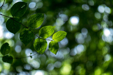 Fototapeta na wymiar 淡い光と新緑の葉　5月