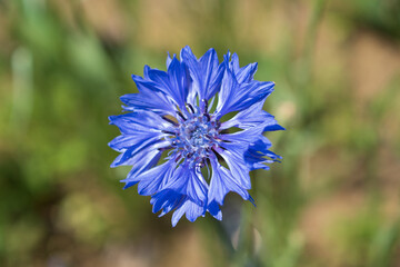 青いヤグルマギクの花