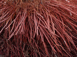 Coconut tree roots uprooted during a strong storm on the seashore. Wallpaper, textures.