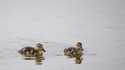 Mallard ducklings swimming in springtime, North Yorkshire, United Kingdom