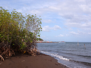 Young mangrove trees left on the seashore due to inundation by a strong typhoon storm